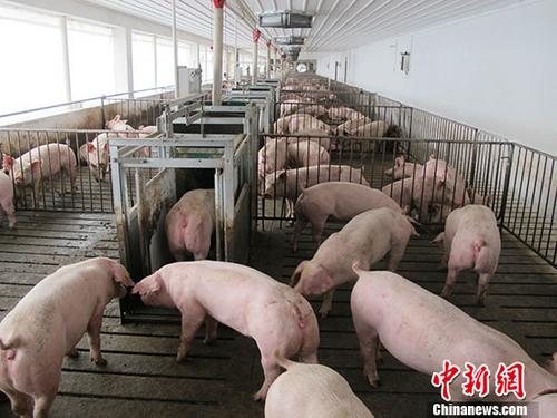 資料圖：生豬養殖場。 中新社記者 林浩 攝