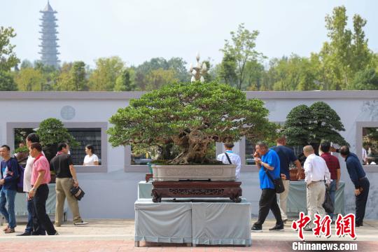 圖為2019年國際盆景賞石大會暨中國？遵義第四屆交旅投杯盆景展現場?！■暮陚?攝