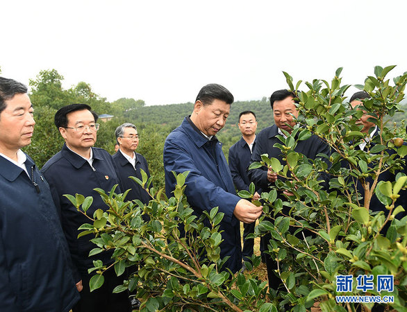 9月16日至18日，中共中央總書記、國家主席、中央軍委主席習(xí)近平在河南考察。這是17日上午，習(xí)近平來到信陽市光山縣槐店鄉(xiāng)司馬光油茶園，實地察看油茶樹種植和掛果情況。 新華社記者 謝環(huán)馳 攝