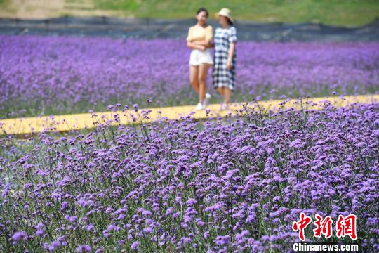 圖為民眾在蘭州新區網紅打卡地“臨港花海”散步?！∥航ㄜ?攝