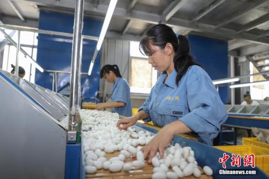 資料圖：貴州獨(dú)山桑蠶產(chǎn)業(yè)助民增收。種桑養(yǎng)蠶已成為該縣產(chǎn)業(yè)扶貧的主導(dǎo)產(chǎn)業(yè)之一。<a target='_blank' href='http://www.chinanews.com/'>中新社</a>記者 瞿宏倫 攝