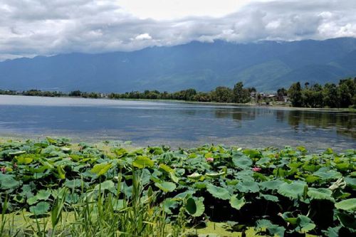 大理洱海邊的濕地風景（2019年8月10日攝）。