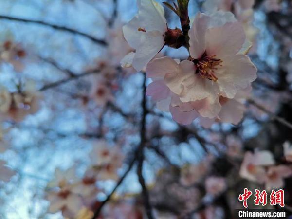 圖為林芝盛開的桃花，2019年3月29日，林芝第十七屆桃花旅游文化節在巴宜區開幕(資料圖)?！垈?攝