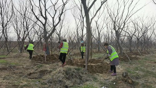 商丘市虞城縣劉店鄉張莊村碧桂園苗木基地一片忙碌景象