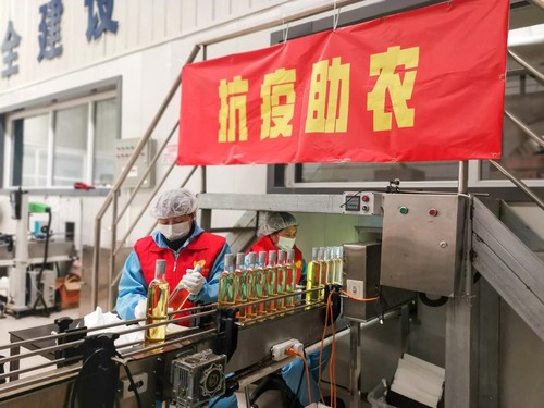 崇禮區愛度亞麻籽油廠工人在包裝亞麻籽油