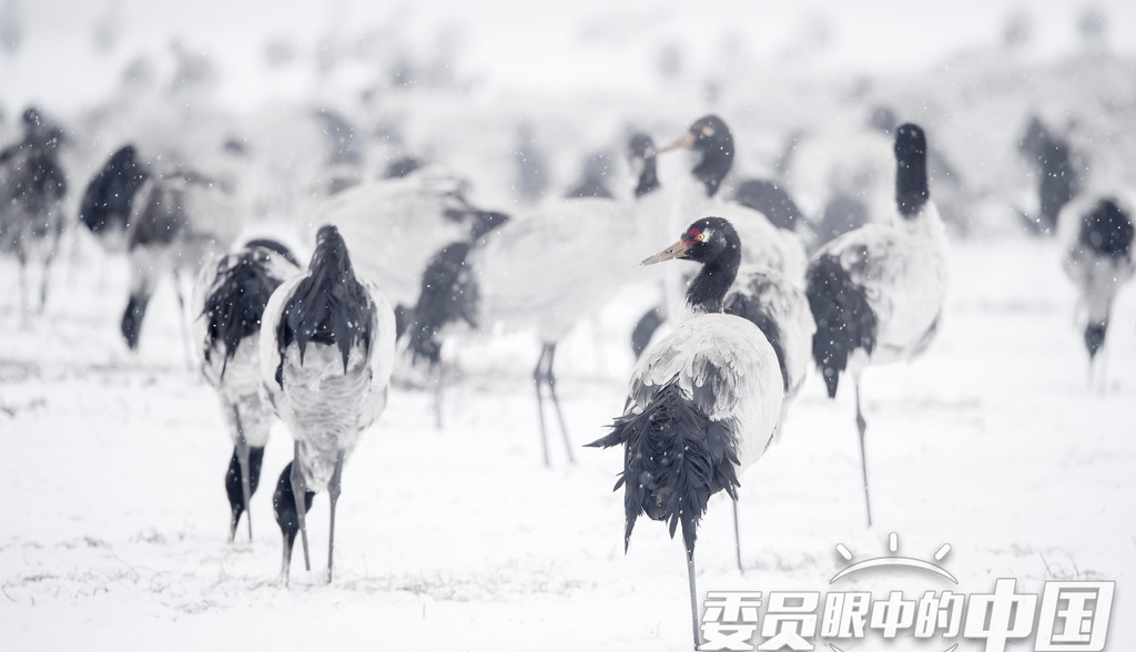 高原精靈——黑頸鶴