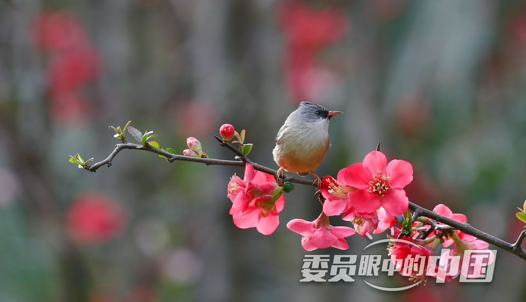 春暖花開(kāi)鳳鹛來(lái)