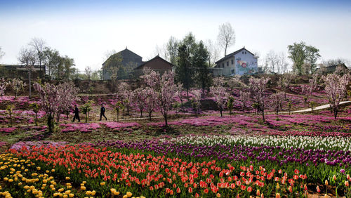 秦嶺深處，洛南縣錦繡大地花博園內盛開的海棠與郁金香交相輝映。新華社記者陶明攝