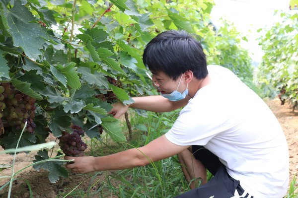 圖為游客在海子崖生態自摘園里采摘大葡萄