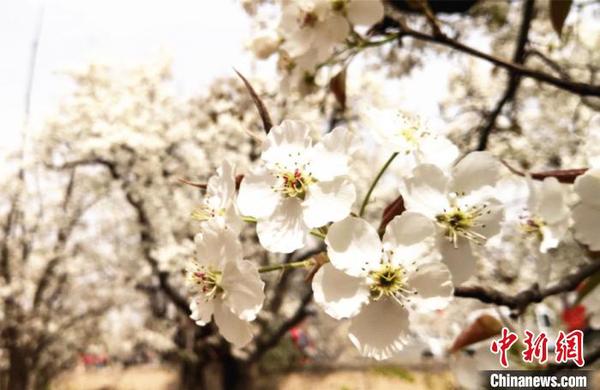 甘肅皋蘭古老黃河文化“筑巢引鳳”絲路資源育旅游新產