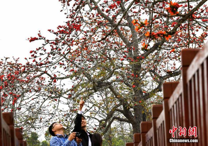 圖為游客在昌江黎族自治縣叉河鎮(zhèn)排岸村欣賞木棉花。 尹海明 攝