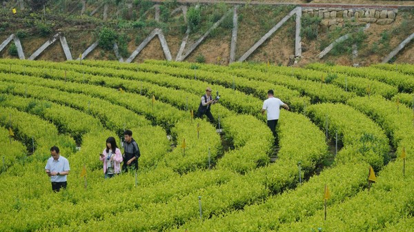 木門生態茶園