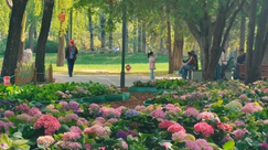 北京日壇公園現實版“莫奈花園”
