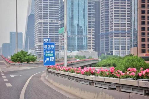 ▲5月5日，東三環國貿橋，橋體護欄上懸掛著長方形花箱，粉色月季在微風中搖曳生姿。新京報記者 薛珺 攝