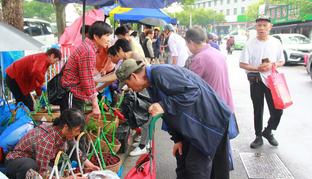 浙江寧波：江北區(qū)延續(xù)9年的“楊梅街”藏著最甜的煙火氣