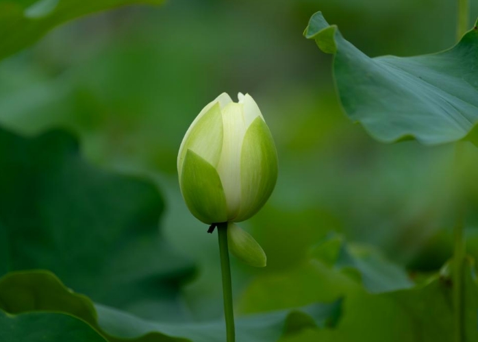 夏日美荷