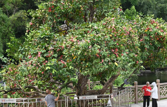廣西南寧：夏日路樹果飄香
