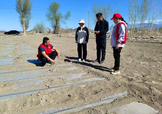 鍥而不舍落實中央八項規定精神丨從會議桌轉向田間地頭——新疆精河縣農技干部蹲點助農見聞