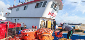 浙江舟山：開漁歸來蟹滿倉