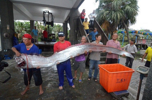 臺灣地震頻傳兩條逾四米長地震魚被捕獲（圖）