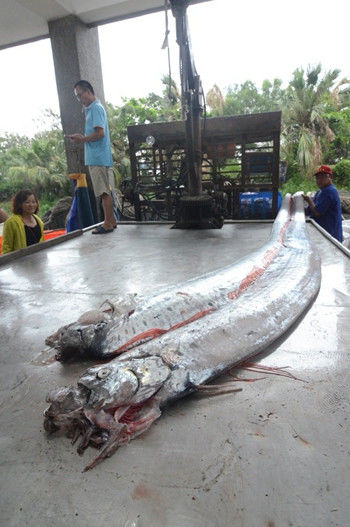 臺灣地震頻傳 兩條逾四米長地震魚被捕獲（圖）