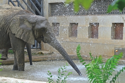 動物園防暑:動物們每天吃掉900斤西瓜