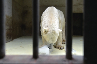 動物園防暑:動物們每天吃掉900斤西瓜